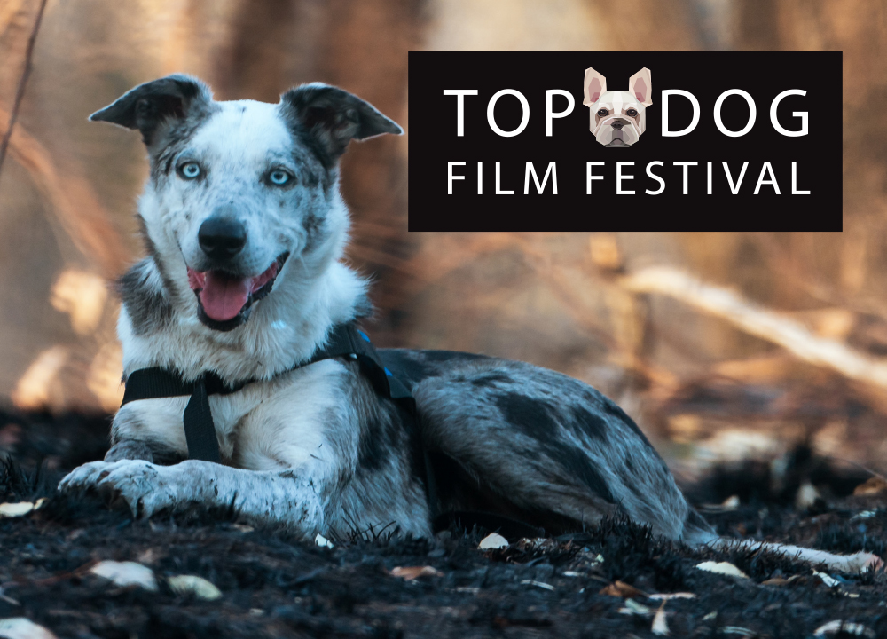 profil vores suge Top Dog Film Festival 2022 